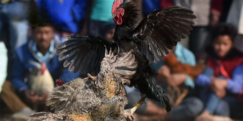 Đá Gà Go88 – Những Tính Năng Cá Cược Đá Gà Siêu Đỉnh Cao